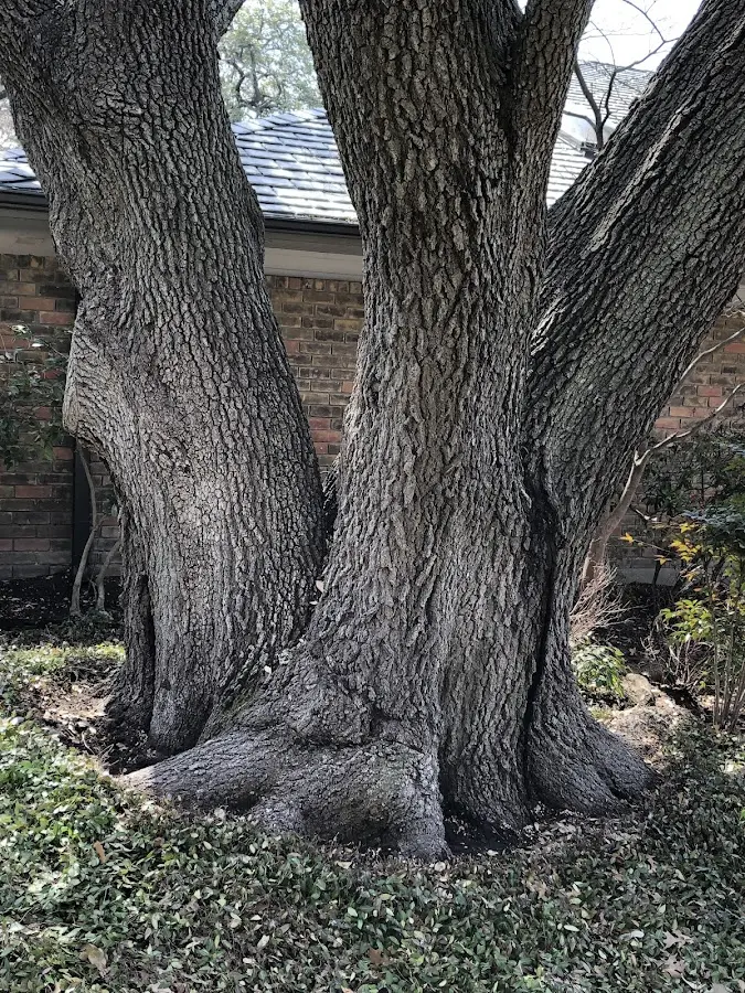 Mature heritage tree close to a Hamilton property cared for by certified arborists